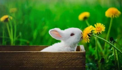 美国新冠肺炎超726万例